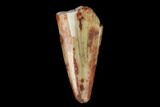 Fossil Phytosaur Tooth - New Mexico #133328-1